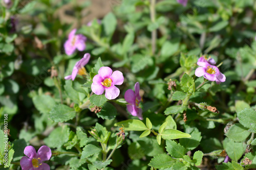 Ornamental bacopa