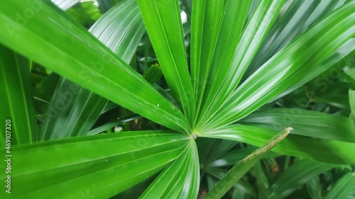 Pot plant leaf
