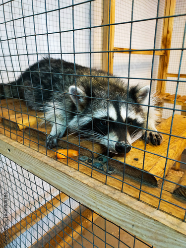 Raccoon with a touching look lies in a sad mood in a cage in a kennel suffering in captivity of the zoo