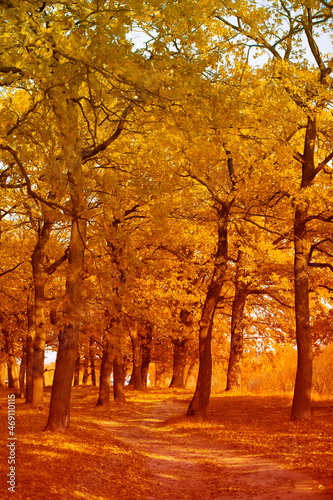 Fototapeta Naklejka Na Ścianę i Meble -  Vertical autumn landscape with trees and footpath.