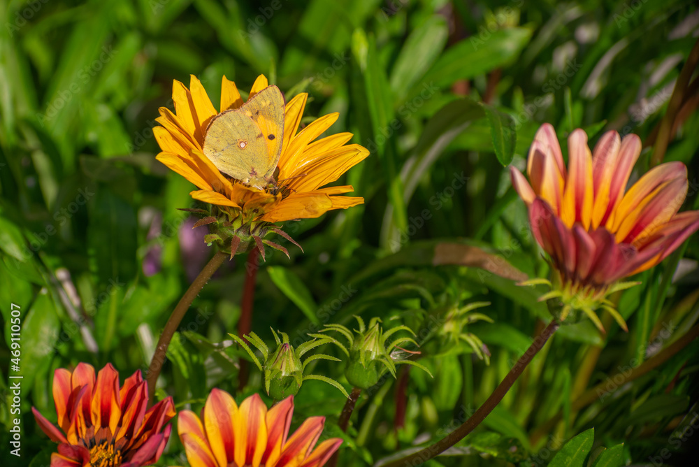 Yellow butterfly colias croceus on yellow flower. Yellow butterfly colias croceus on yellow flower.