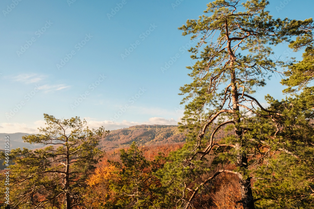 Panoramic view of the autumn landscape in the mountains. Blue sky and white clouds. Ukrainian Carpathians. Blur and selective focus Panoramic view of the autumn landscape in the mountains. Blue sky and white clouds. Ukrainian Carpathians. Blur and selective focus