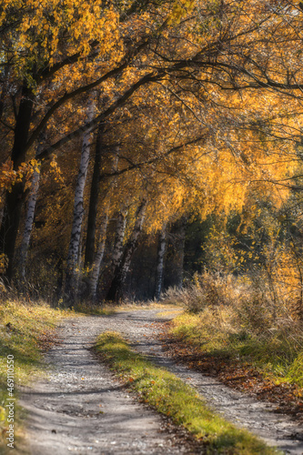 Brzozowa aleja jesienna © anettastar
