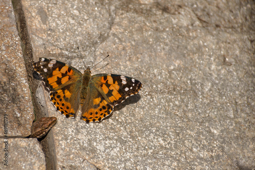 The orange butterfly Vanessa cardui is hunted by a lizard, the head of the lizard peeks out from under the ground.