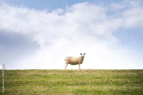 White sheep on the green dike by the sea in front of a blue sky with light clouds in a sideways pose
