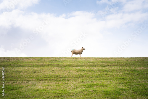 White sheep on the green dike by the sea in front of a blue sky with light clouds in a sideways pose