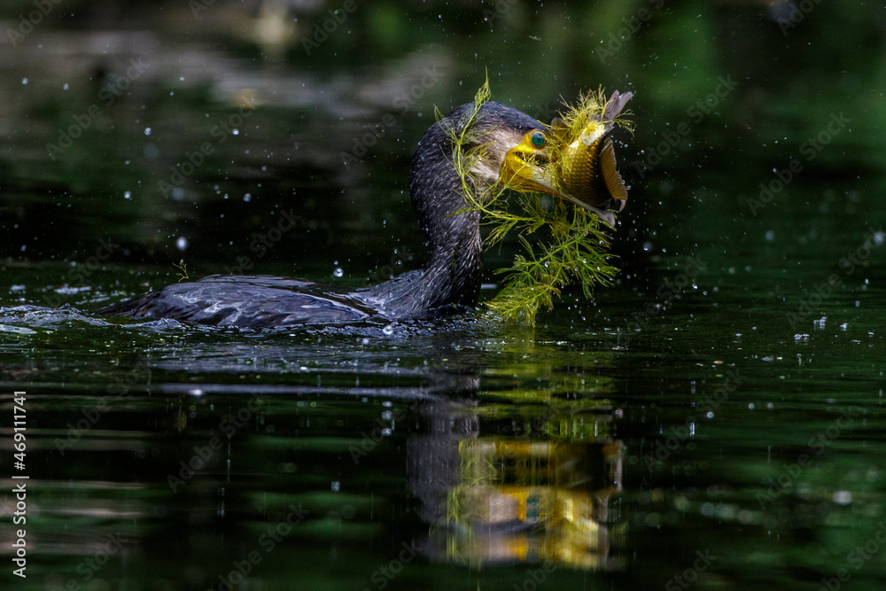 Kormoran (Phalacrocorax carbo) mit erbeutetem Fisch