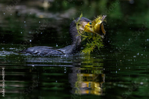 Kormoran (Phalacrocorax carbo) mit erbeutetem Fisch © Rolf Müller