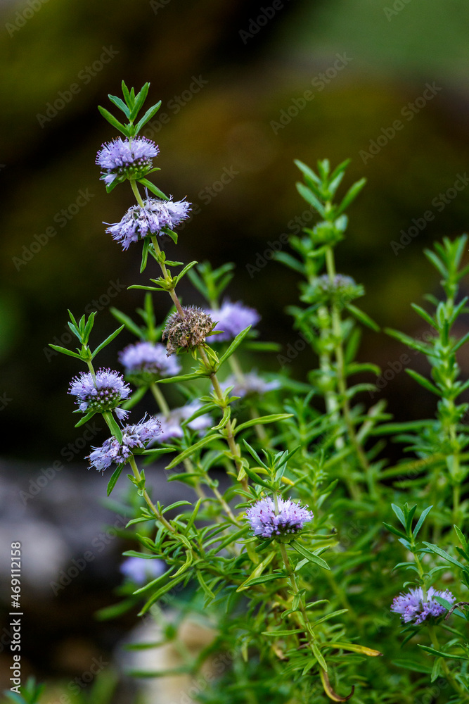 Englische Wasserminze (Mentha cervina) Englische Wasserminze (Mentha cervina)