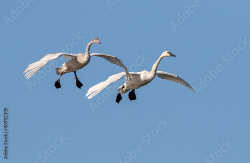 Tundra Swans - Adult and Juvenile