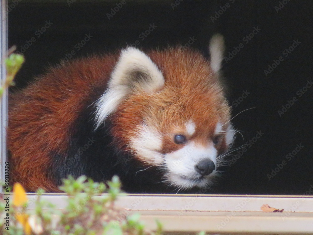 レッサーパンダ レッサーパンダ