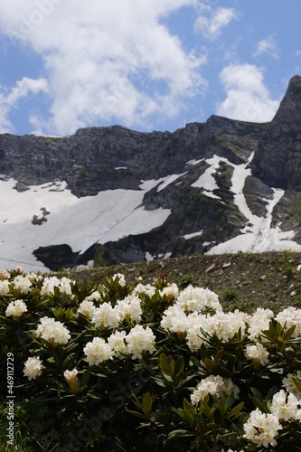 kwiaty w górach