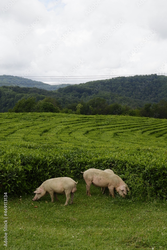 pigs in the green plantation