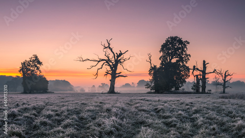 Lonely tree and fog in the field during sunrise