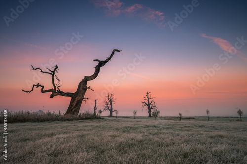 Lonely tree and fog in the field during sunrise