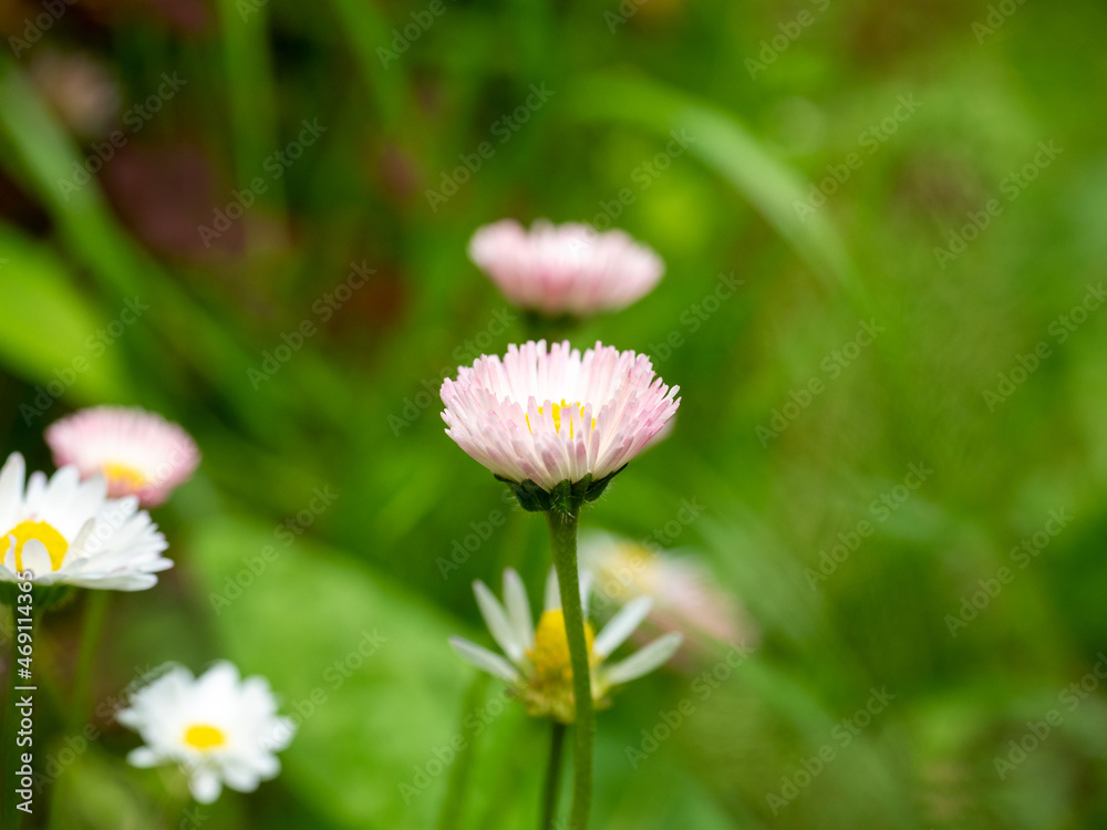 Close-up of a blooming white daisy in a green meadow in summer. Beautiful floral background, nature, plants, flowers Close-up of a blooming white daisy in a green meadow in summer. Beautiful floral background, nature, plants, flowers
