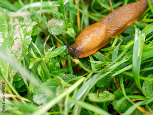 Photos Close-up of an orange-colored slug Arion lusitanicus crawling on wet green grass