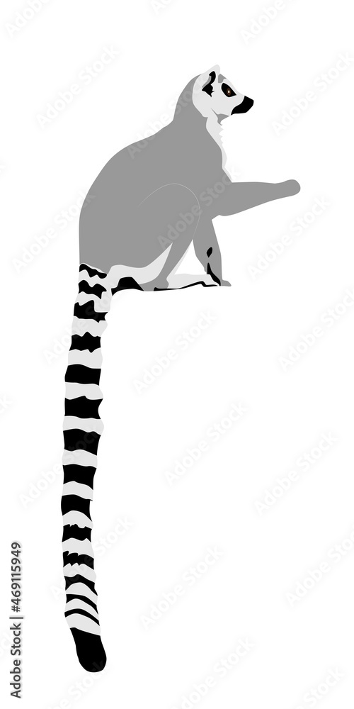 Fototapeta premium Abstract modern illustration of Ring-tailed lemur (Lemur catta) from side with tail up, Trendy artistic vector design isolated on white background