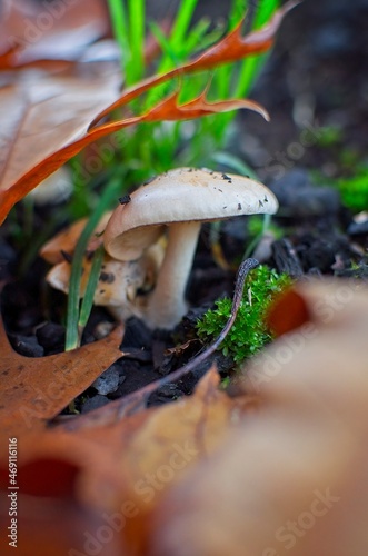 Mushroom on ashes with out-of-focus foreground. Beauty in nature