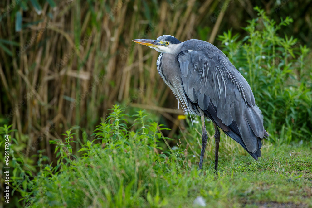 Fototapeta premium Graureiher (Ardea cinerea)