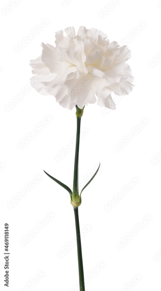 White carnation White carnation
