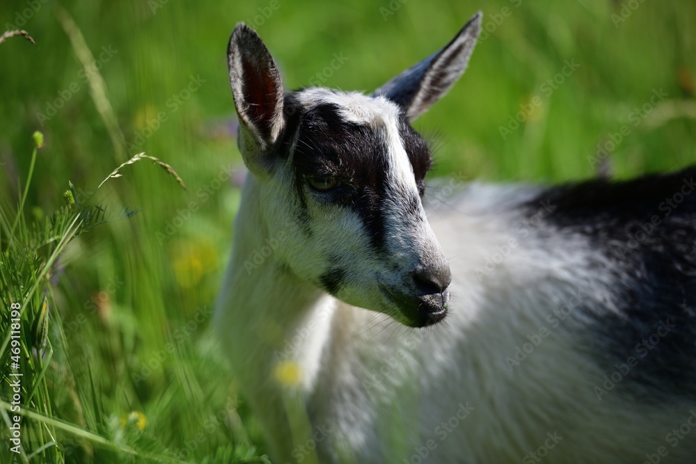 Portrait of a domestic goat's head in a meadow Portrait of a domestic goat's head in a meadow