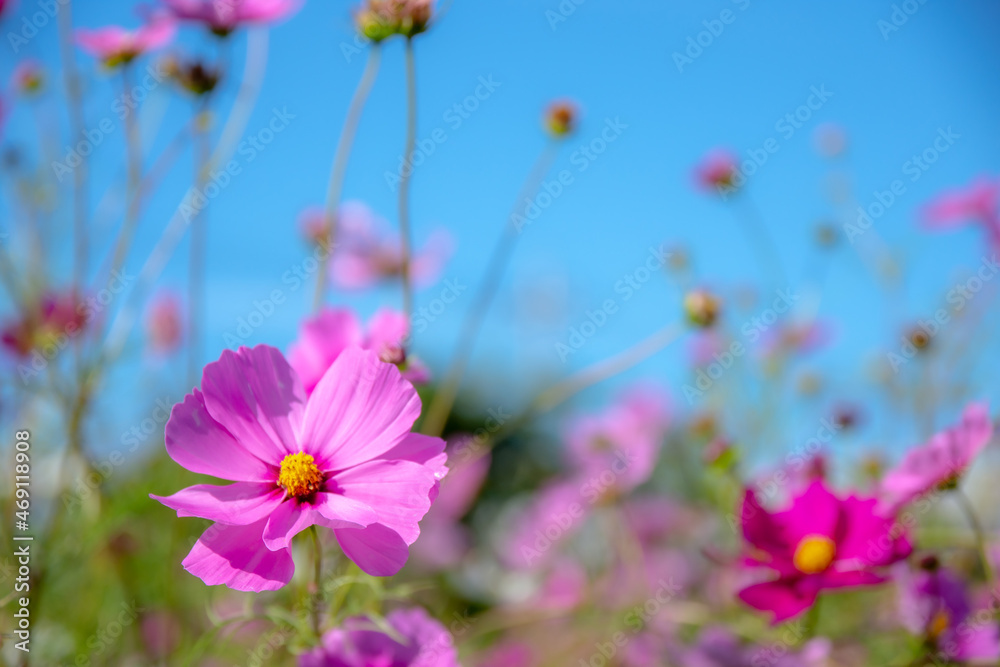 コスモスと空／埼玉県蓮田市
