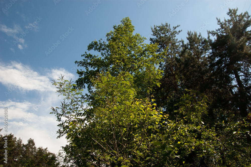 summer background: trees with lush green leaves against blue sky