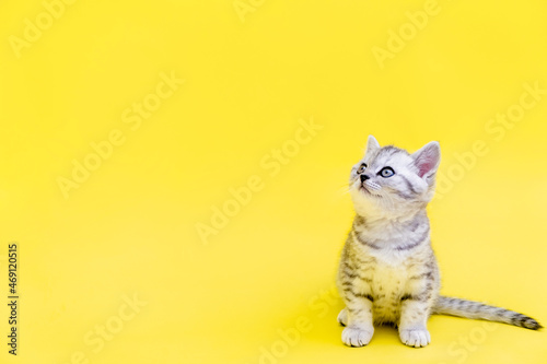Portrait cute little funny striped Scottish fold grey Kitten cat sitting on yellow studio background. Copyspace for text. © Наталия Кузина