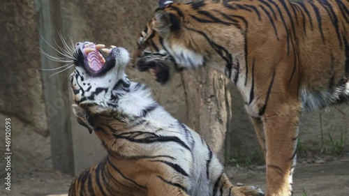 Cuddling tigers. Sumatran tiger (Panthera tigris sumatrae).