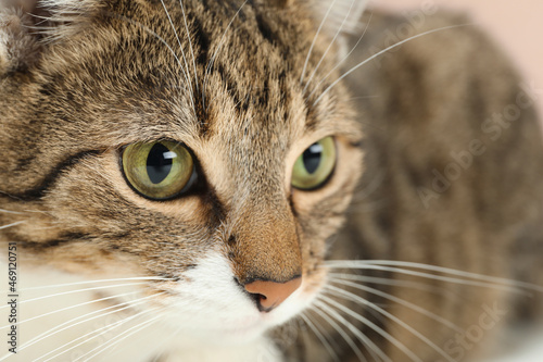 Closeup view of cute tabby cat with beautiful eyes