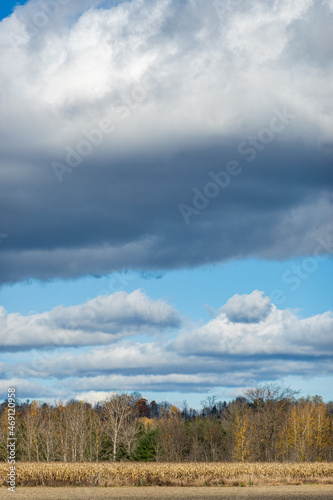 White clouds over fields of corn at harvest time. Shot in the Ottawa Valley of Ontario, Canada. (Portrait).