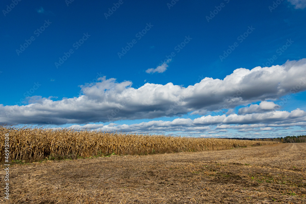 White clouds over fields of corn at harvest time.  Shot in the Ottawa Valley of Ontario, Canada.