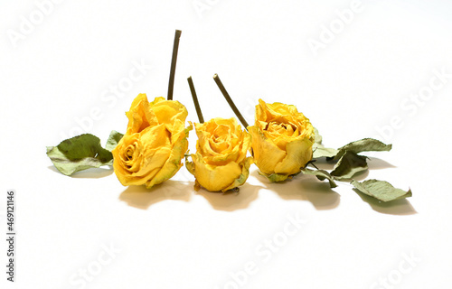 Dry yellow roses on a white background. Three delicate dried flowers with dried leaves close-up. Dried flowers. 