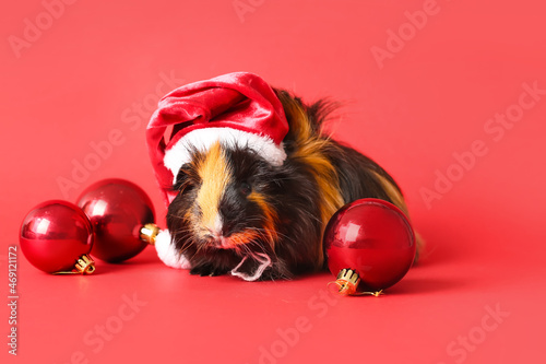 Cute guinea pig in Santa hat on red background photo