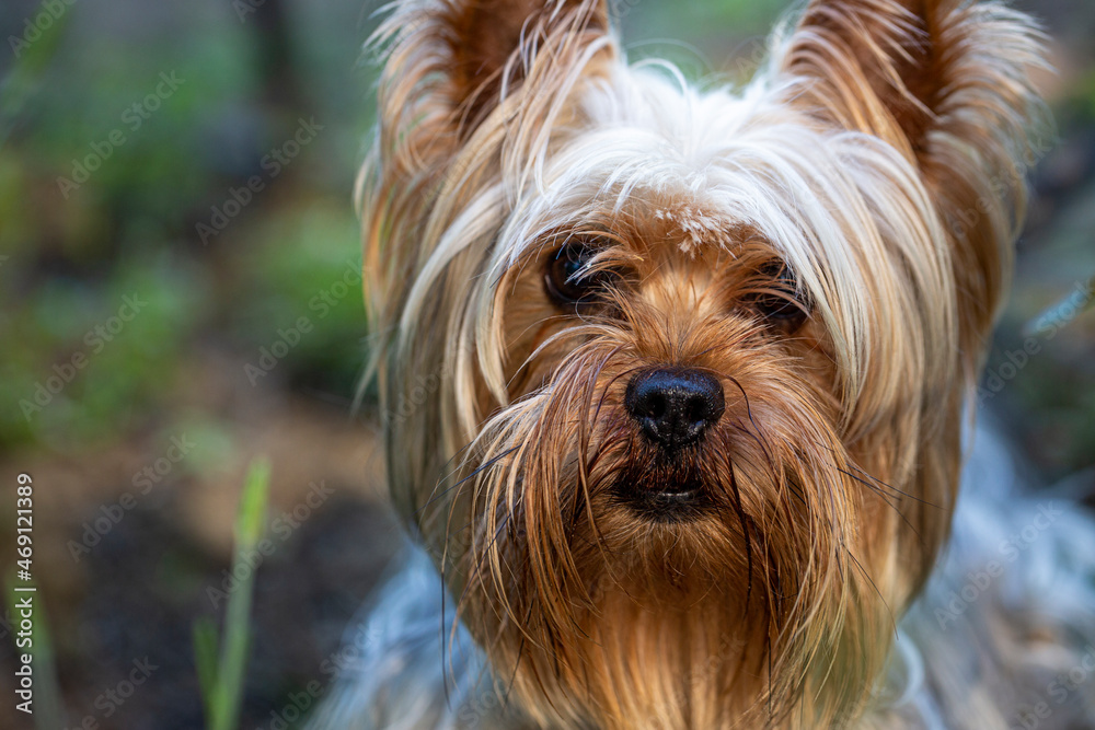 Portrait of a Little Yorkshire Terrier posing an grass. Yorkie Dog. Portrait of a Little Yorkshire Terrier posing an grass. Yorkie Dog.