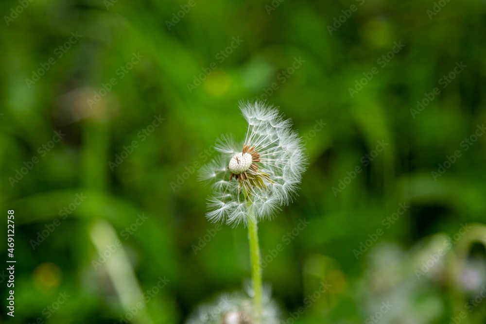 Close up of a left over half of white dandelion flower with blurry green background. Close up of a left over half of white dandelion flower with blurry green background.