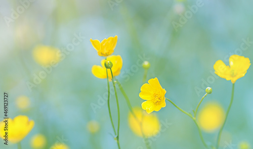 Beautiful  summer field of yellow wildflowers, buttercup