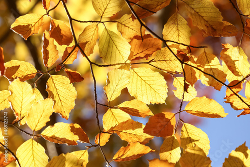 Beautiful tree with bright autumn leaves outdoors on sunny day, closeup