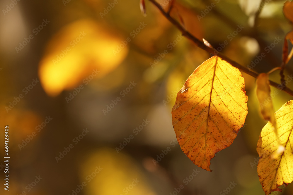 Beautiful tree branch with bright autumn leaves outdoors, closeup. Space for text Beautiful tree branch with bright autumn leaves outdoors, closeup. Space for text