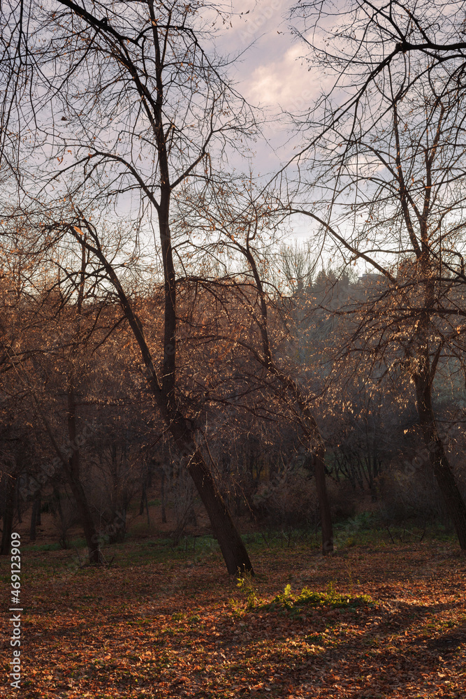 Autumn landscape beautiful colored trees glowing in sunlight. Wonderful picturesque background. Beautiful colors and a peaceful atmosphere around. Autumn landscape beautiful colored trees glowing in sunlight. Wonderful picturesque background. Beautiful colors and a peaceful atmosphere around.