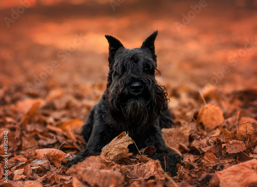 dog black miniature schnauzer in autumn in the leaves in the park © Виктория Дубровская