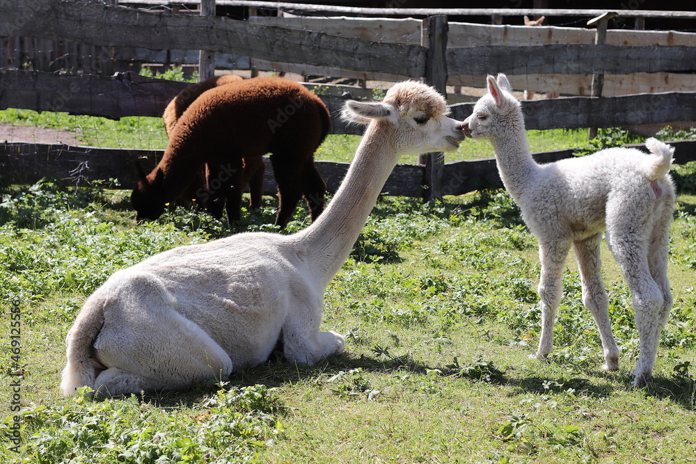 Naklejka premium Momma alpaca plays her baby