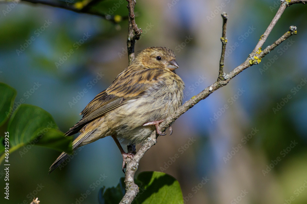 Girlitz (Serinus serinus) Jugendkleid Girlitz (Serinus serinus) Jugendkleid