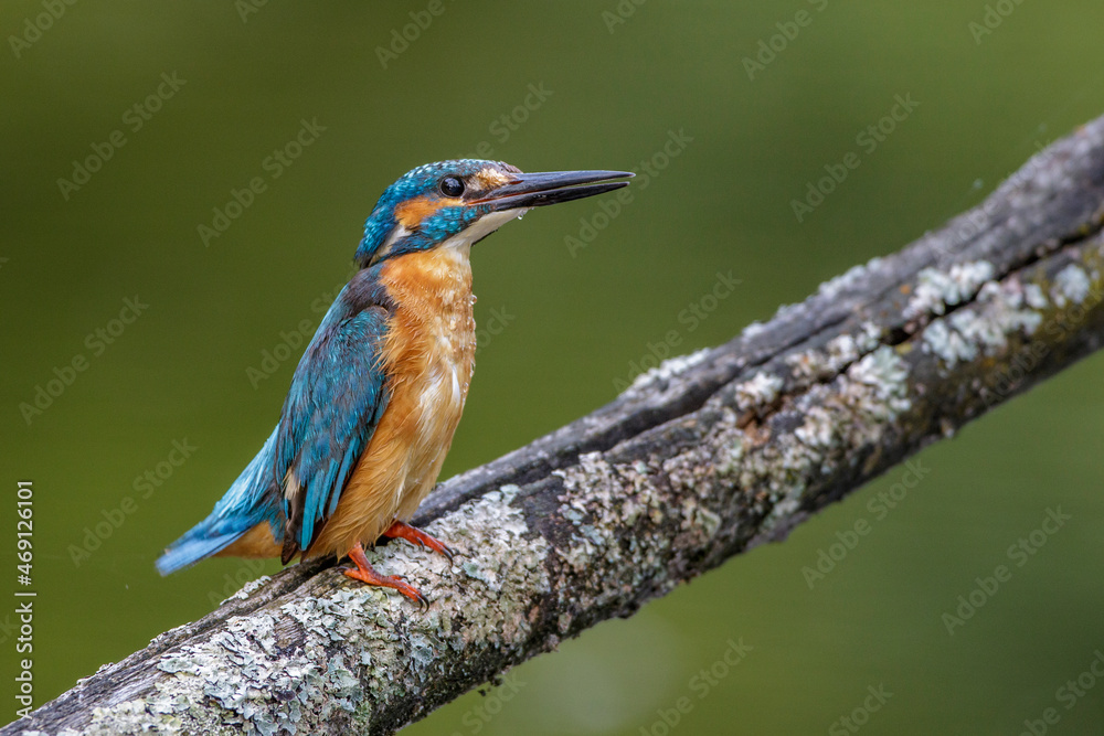 Eisvogel (Alcedo atthis) Männchen Eisvogel (Alcedo atthis) Männchen