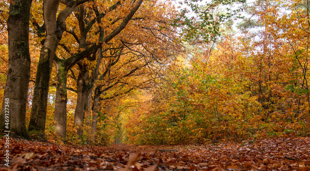 Autumn Colours, beautiful landscape during fall. 