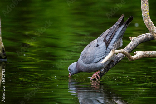 Hohltaube (Columba oenas) photo