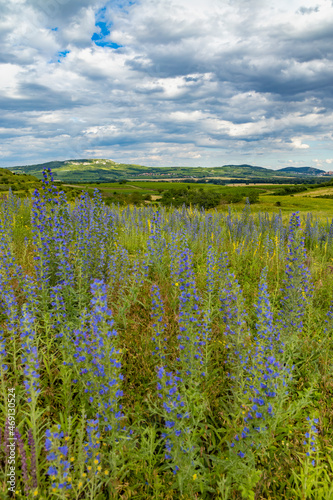 Spring landscape in Palava near Dolni Dunajovice, Southern Moravia, Czech Republic photo