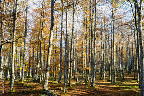 Lots of trees in the forest. Autumn. Sierra De Aralar, Spain.