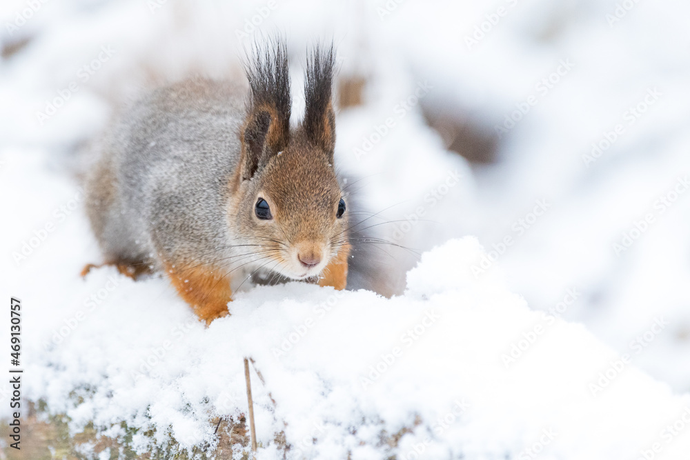 squirrel in the snow squirrel in the snow